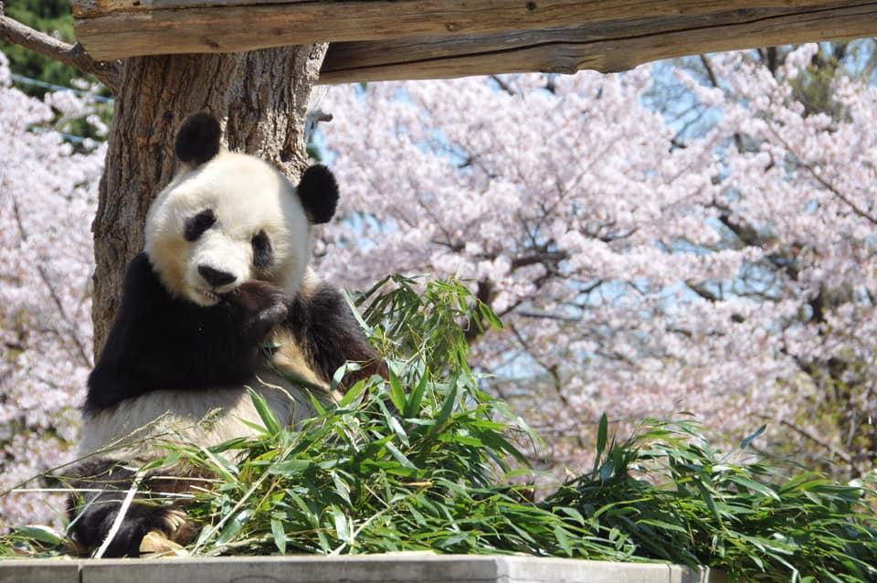 動物園裡被櫻花包圍的可愛熊貓。（神戶觀光局提供）