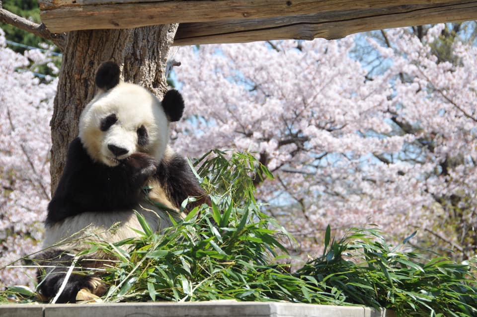 動物園裡被櫻花包圍的可愛熊貓。（神戶觀光局提供）