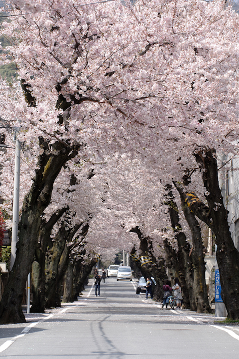 綿延櫻花花景的「高尾街道」。（神戶觀光局提供）