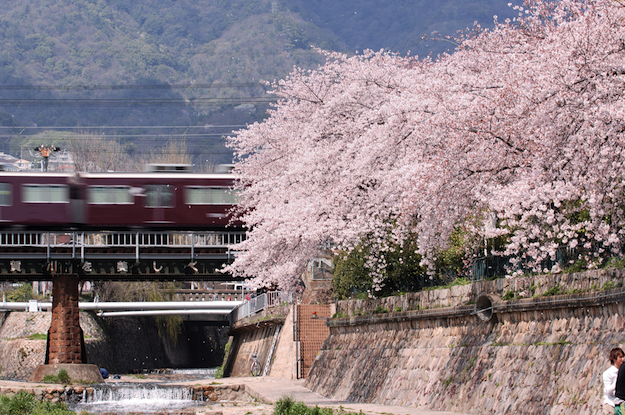 阪急電車路過「都賀川公園」的景色吸引許多追櫻者搶拍。（神戶觀光局提供）