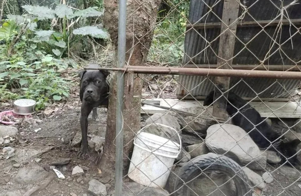 台東縣卑南鄉東興村一比特犬咬死村內1隻黑狗，現已被抓回動防所。（民眾提供）