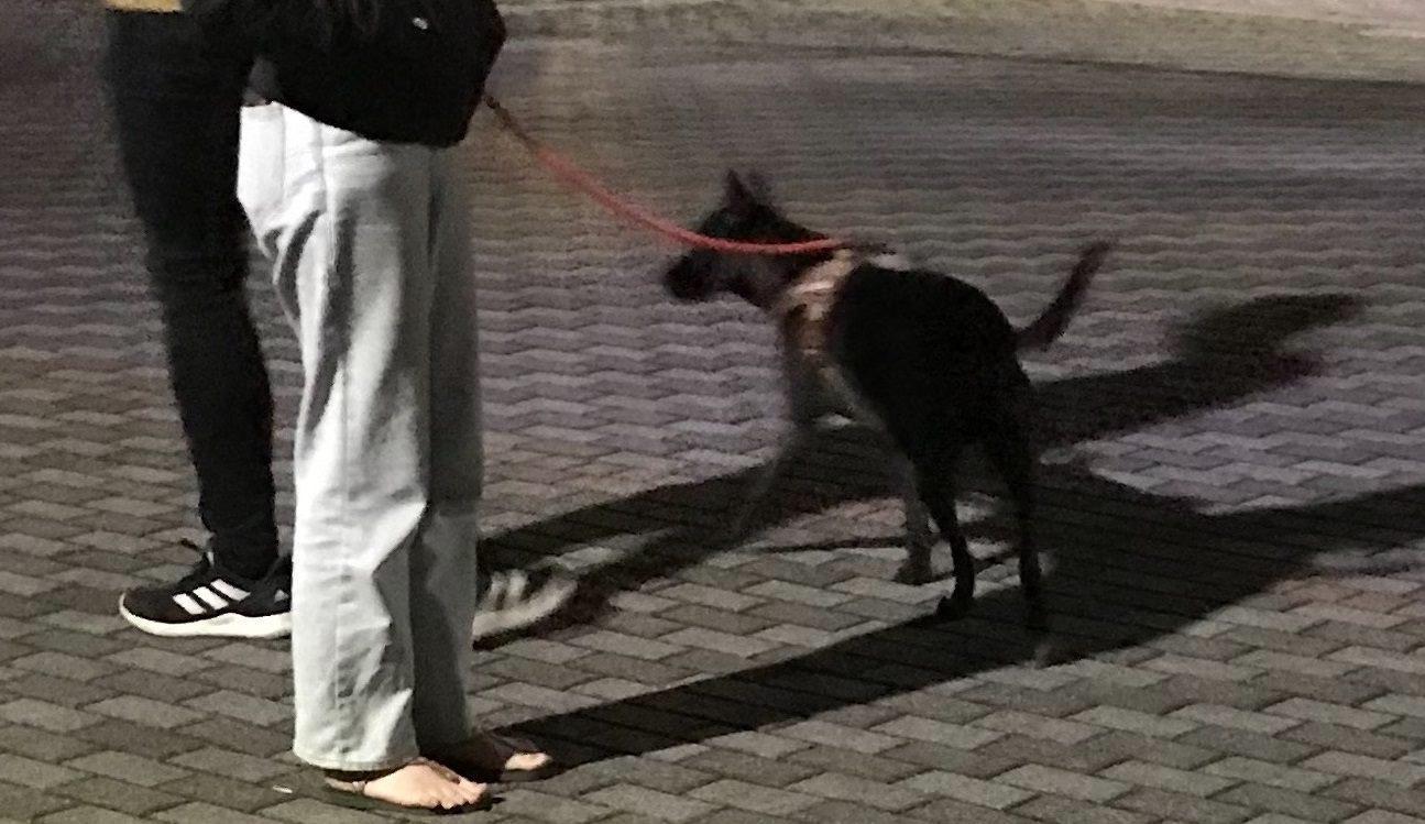 北市動保處確認「歐嘎」的狀況目前沒有生命危險,飼主已經同意繼續送養。(北市動保處提供)