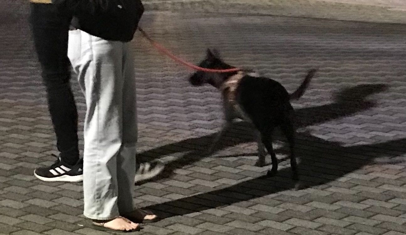 北市動保處確認「歐嘎」的狀況目前沒有生命危險，飼主已經同意繼續送養。（北市動保處提供）