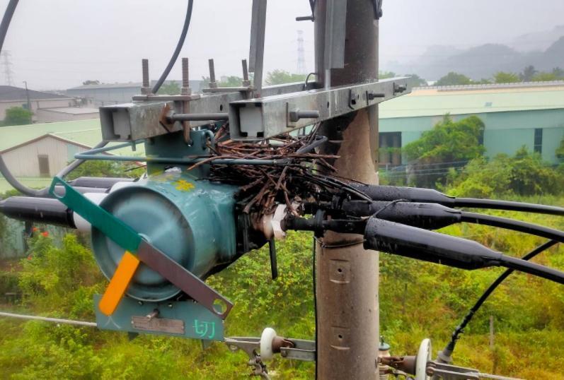 小鳥在電線桿上築巢,造成高雄大社21日800多戶停電。(翻攝自經濟部官網)