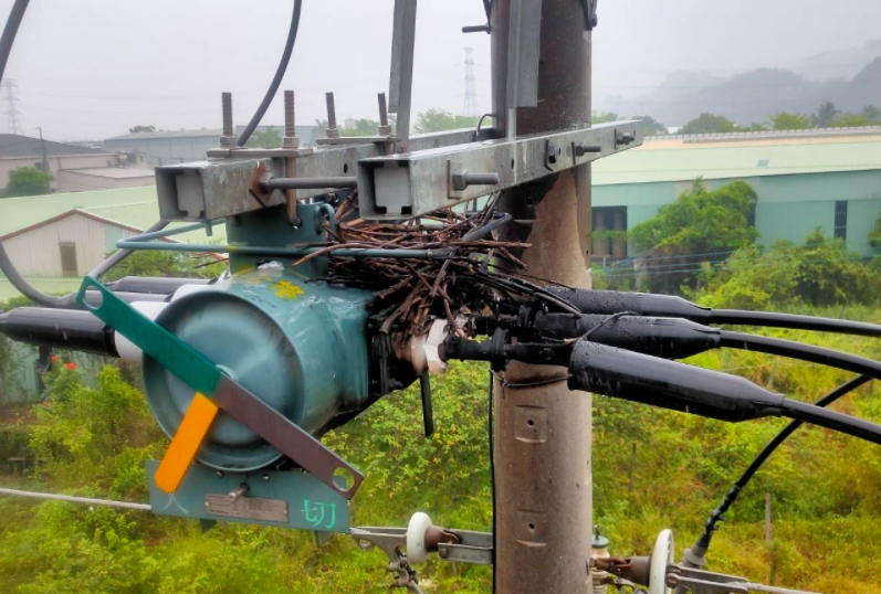 小鳥在電線桿上築巢，造成高雄大社21日800多戶停電。（翻攝自經濟部官網）
