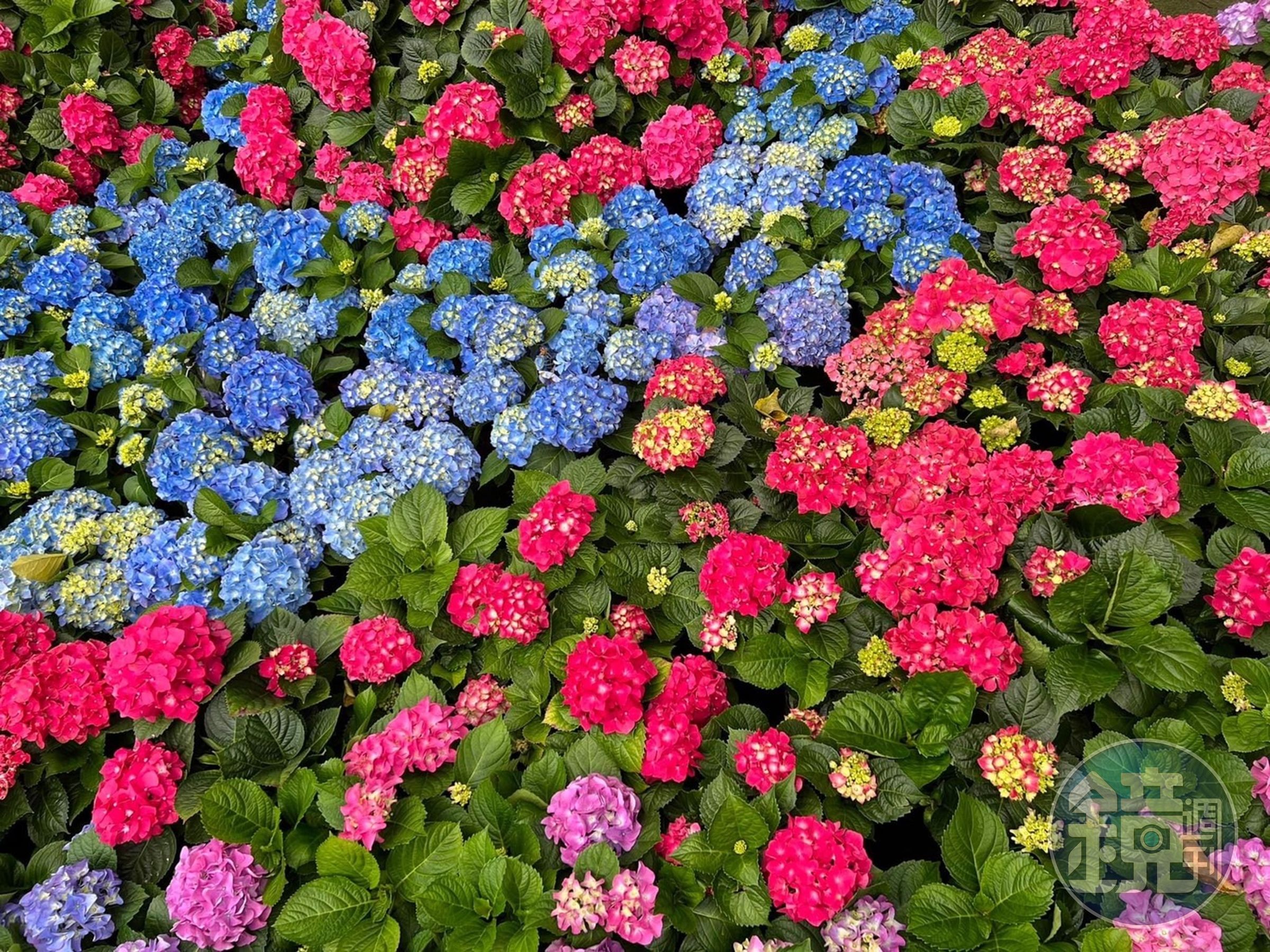 花海預估最晚可持續至6月。（花露農場提供）