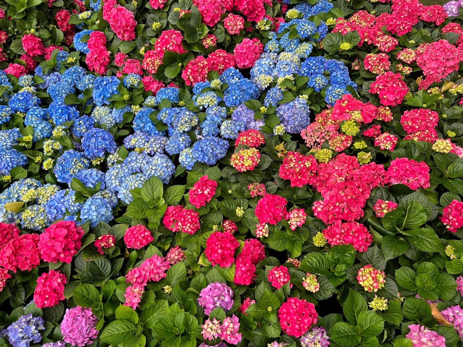花海預估最晚可持續至6月。（花露農場提供）
