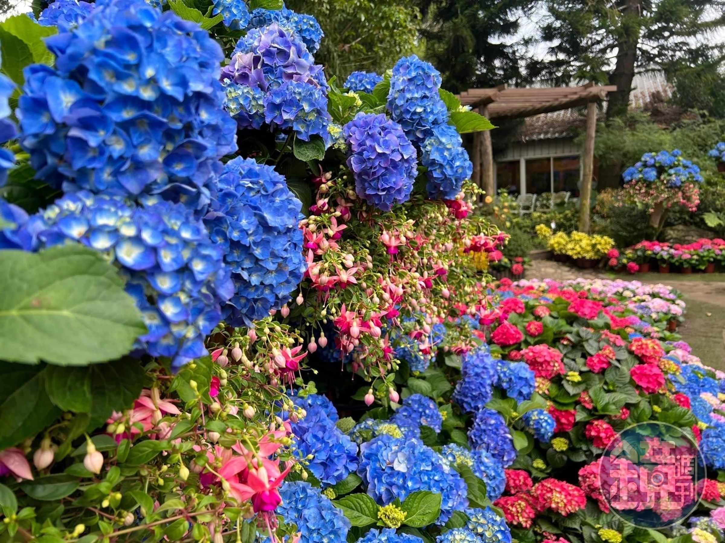 園方今年繡球花季運用很多木架堆疊花海層次。（花露農場提供）