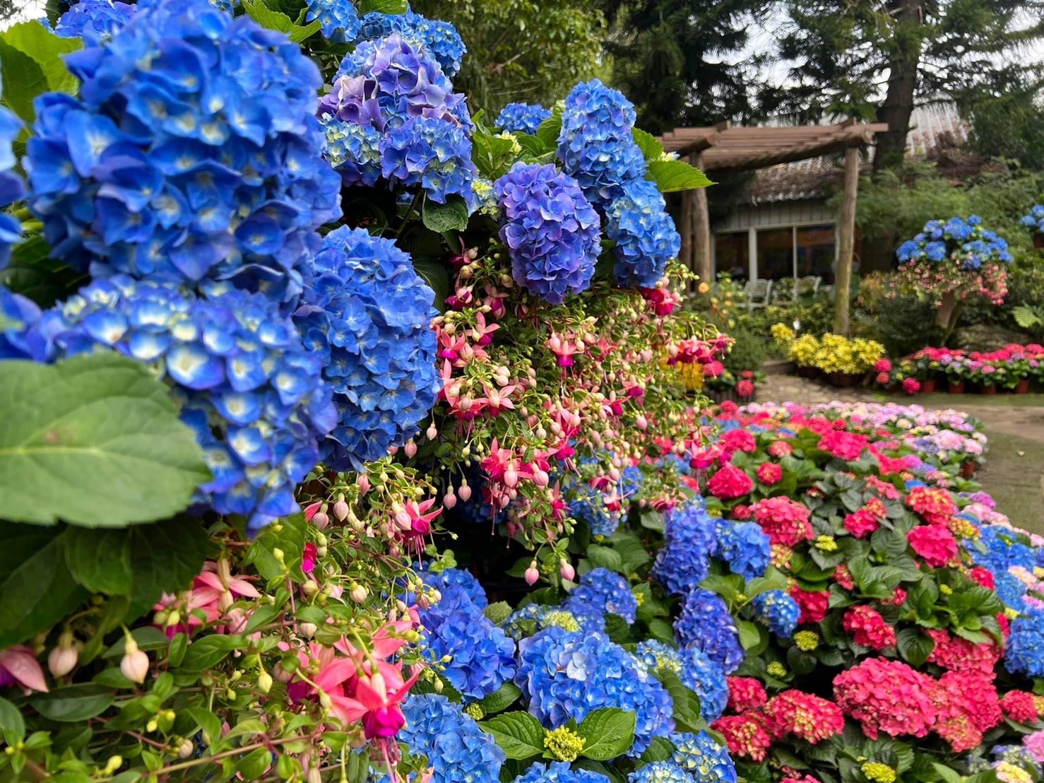 園方今年繡球花季運用很多木架堆疊花海層次。（花露農場提供）