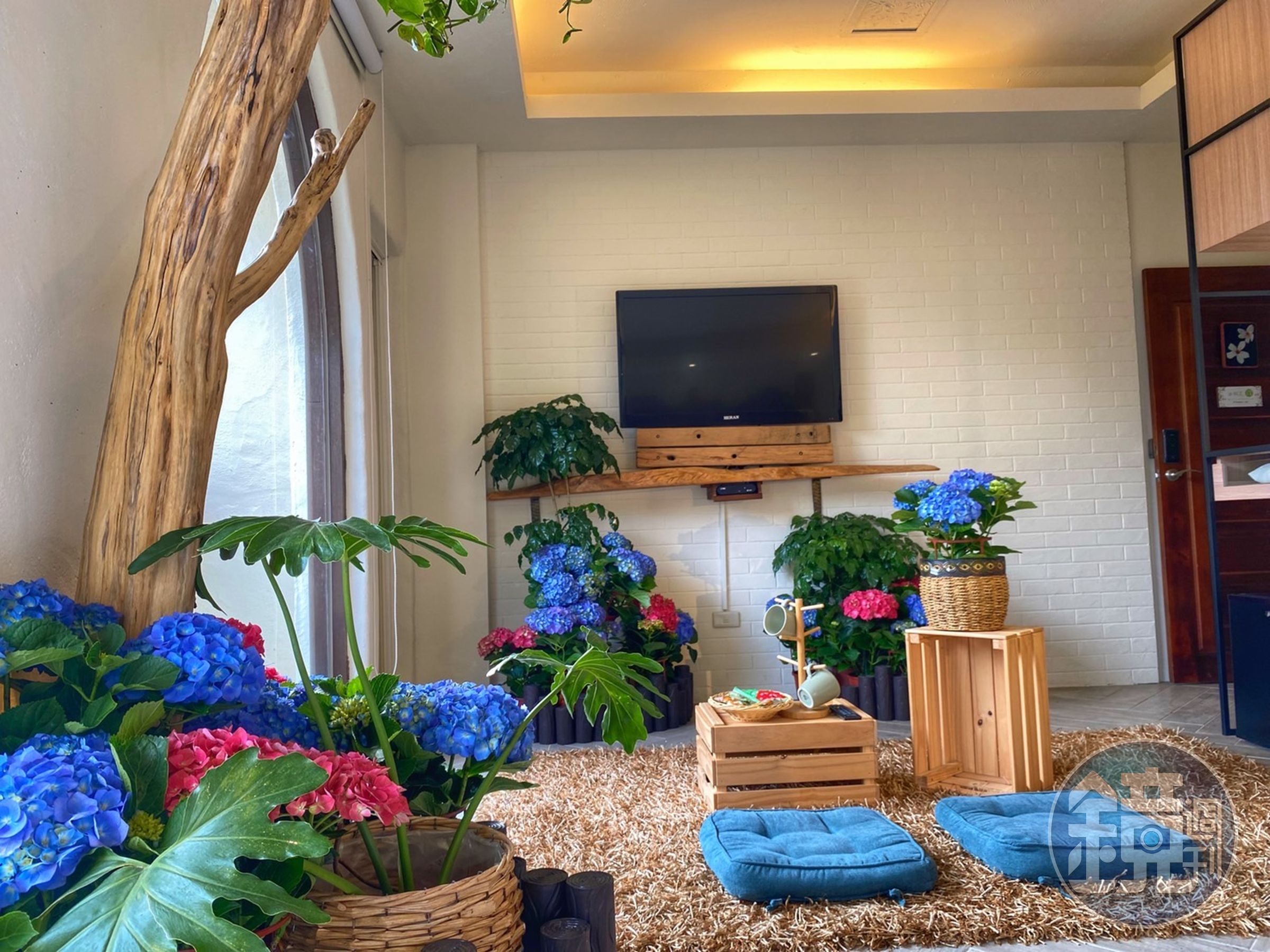房內擺滿了繡球花植栽打造室內花園，坐在室內也像在花園野餐。（花露農場提供）
