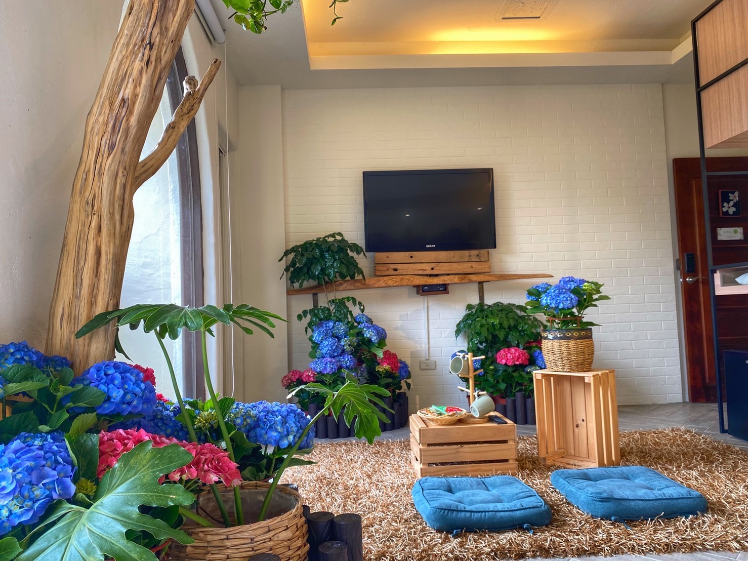 房內擺滿了繡球花植栽打造室內花園，坐在室內也像在花園野餐。（花露農場提供）
