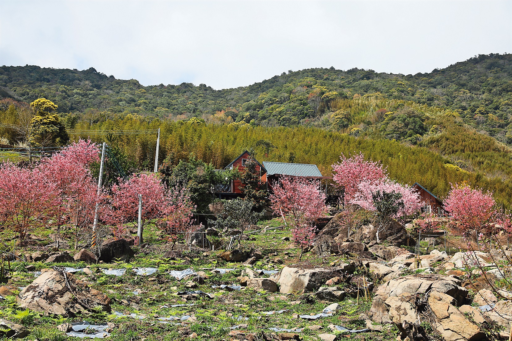 山坡上意外遇見的竹林與櫻花美景,讓不少旅人不禁駐足拍照。