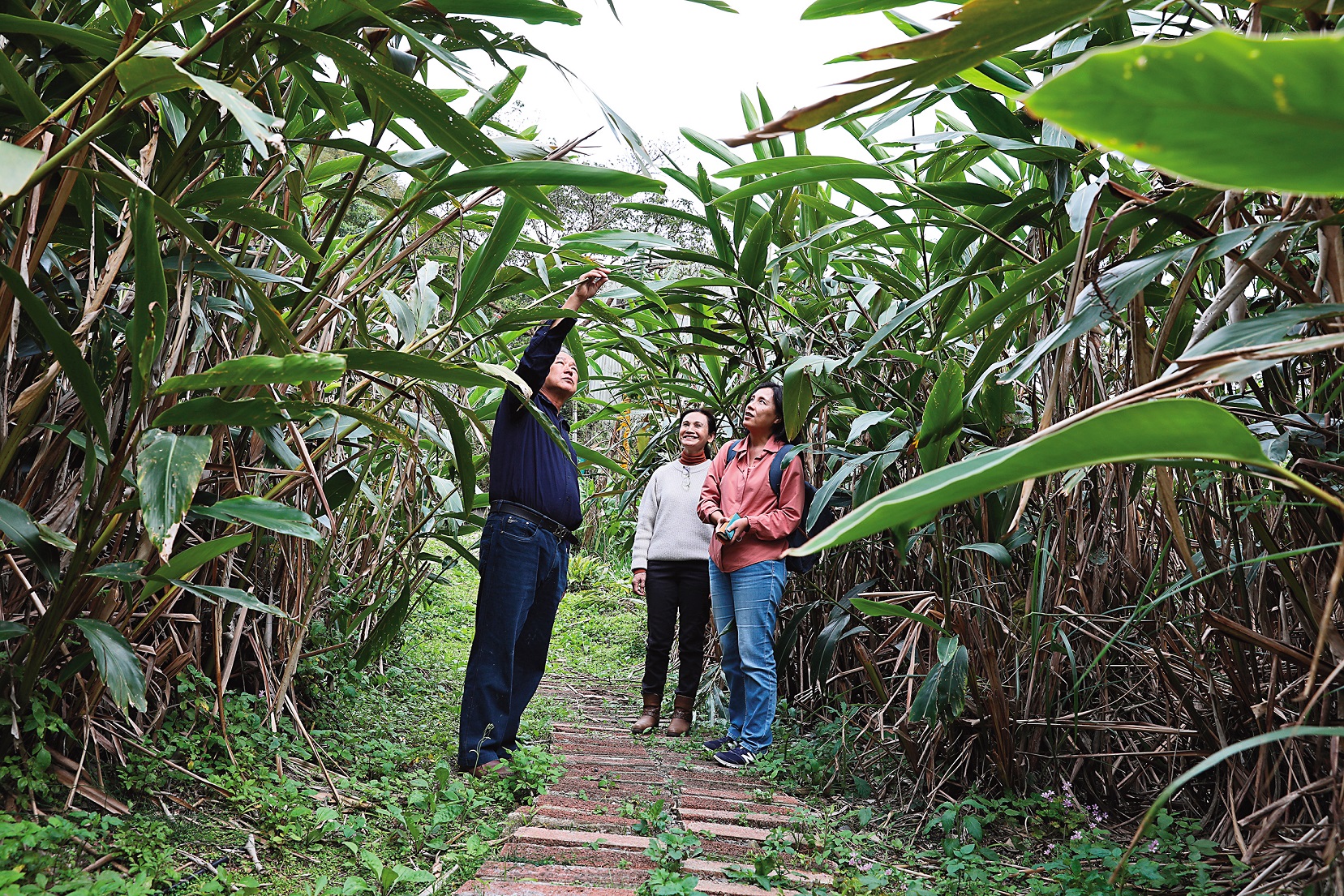 「那山月桃工坊」的月桃步道，種植從各地收集18種不同品種的月桃。