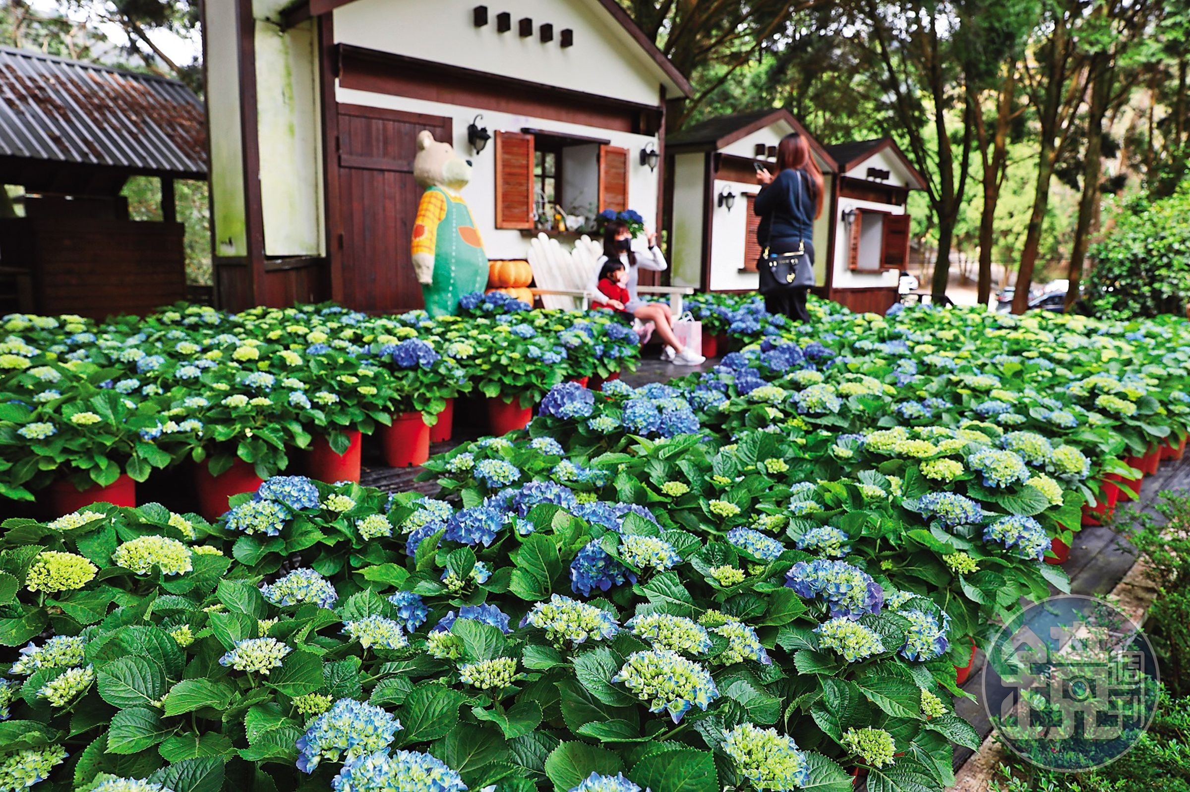 4月起，「薰衣草森林尖石店」將進入萬紫千紅的繡球花季。