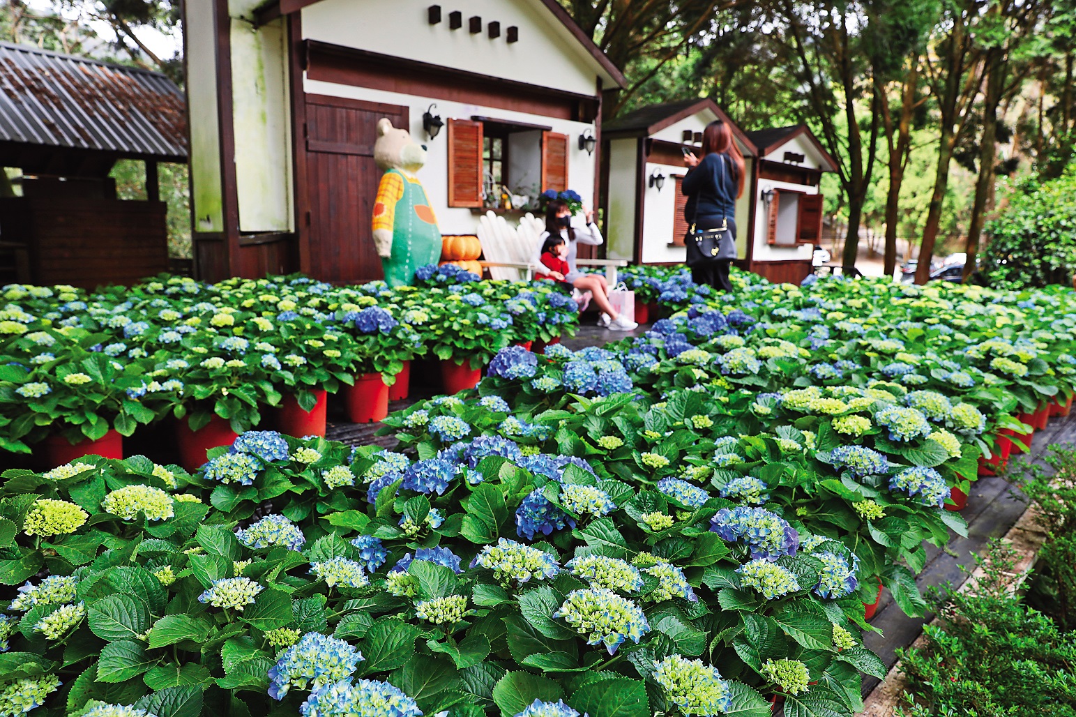 4月起，「薰衣草森林尖石店」將進入萬紫千紅的繡球花季。