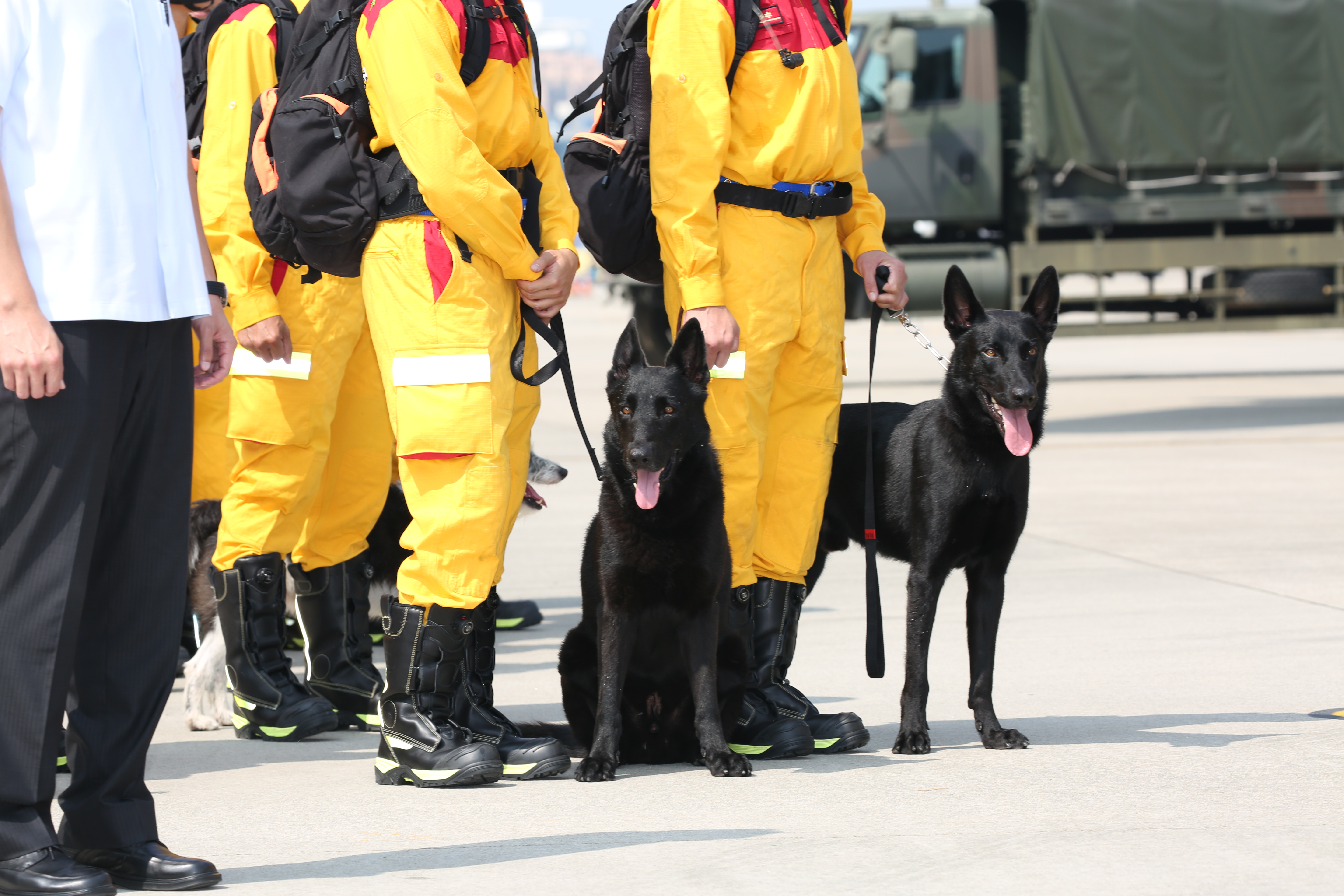 有網友好奇，當遇到強震時能否利用狗罐頭讓搜救犬優先找到他，對此，Tyfd-K9桃園搜救犬隊給出解答。（示意圖，本刊資料照）