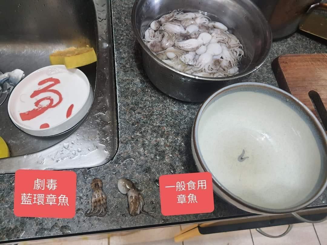 民眾貼出藍環章魚和一般小章魚的對比圖。（翻攝自細說淡水公開版臉書）