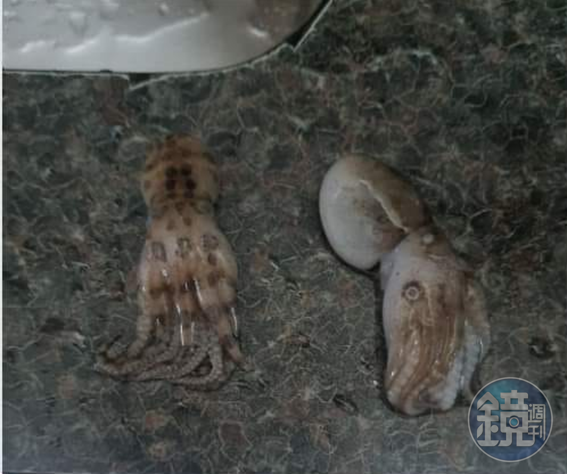 有民眾到傳統市場買海鮮，結果買到體內有劇毒的藍環章魚（左）。（翻攝自細說淡水公開版臉書）