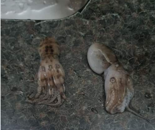 有民眾到傳統市場買海鮮，結果買到體內有劇毒的藍環章魚（左）。（翻攝自細說淡水公開版臉書）