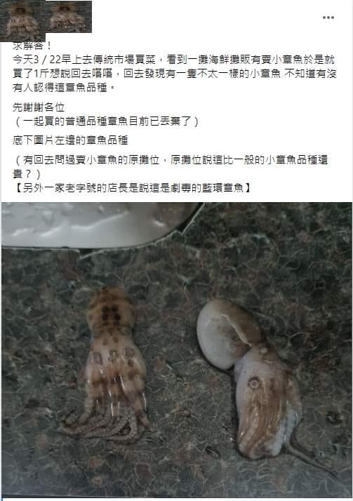 有民眾在臉書發文，表示自己買到了體內有劇毒的藍環章魚。（翻攝自細說淡水公開版臉書）