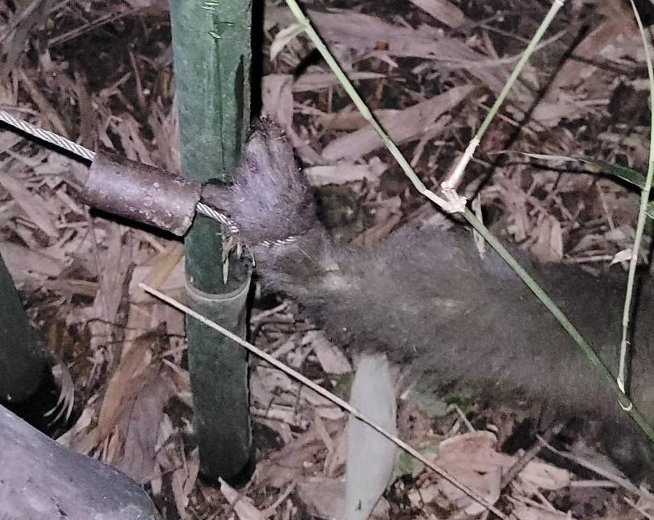 動物若被「山豬吊」困住，越掙扎套得越緊導致無法逃脫，嚴重會造成殘肢甚至死亡。（新北動保處提供）