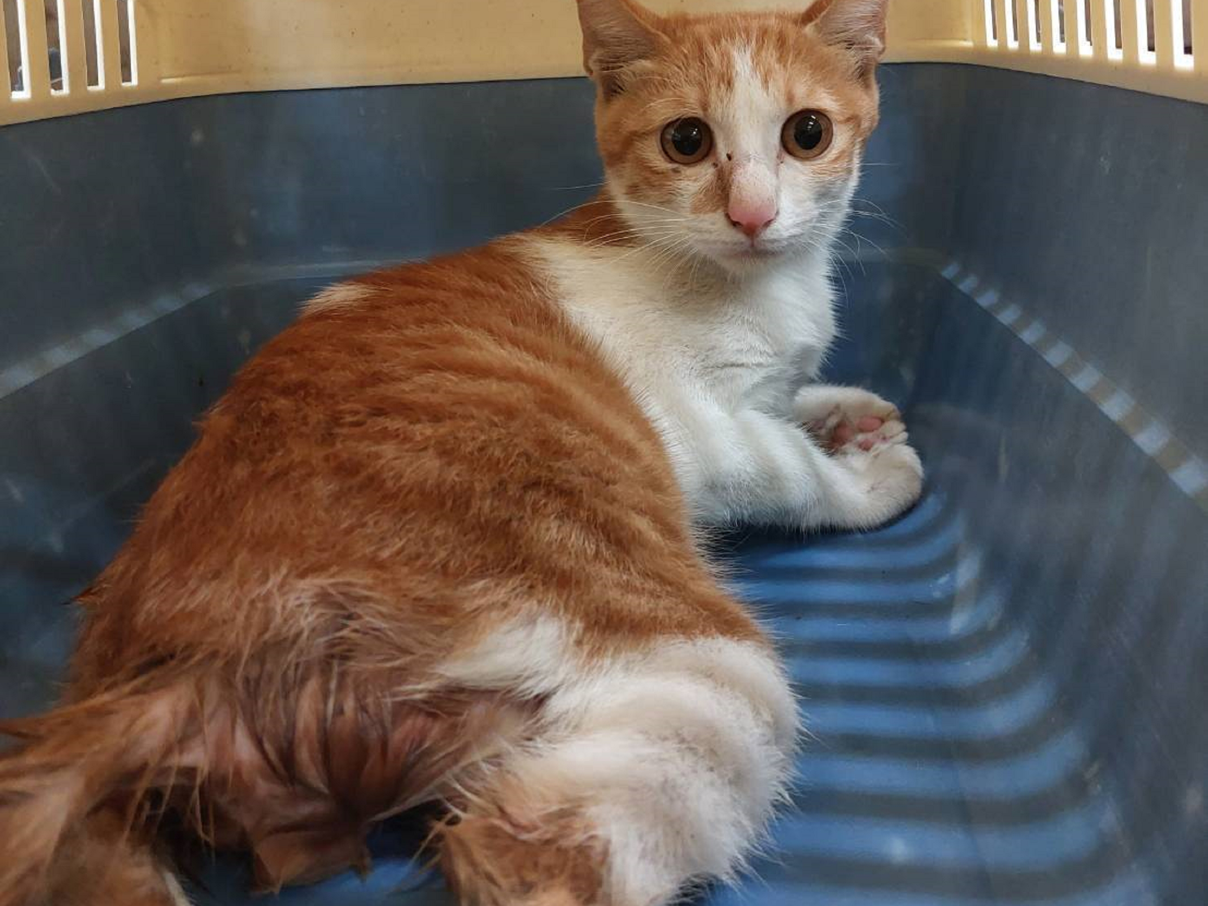 3個月大的橘白幼貓「大薯」原先癱瘓，手術後竟奇蹟似的站起來了。（新北動保處提供）