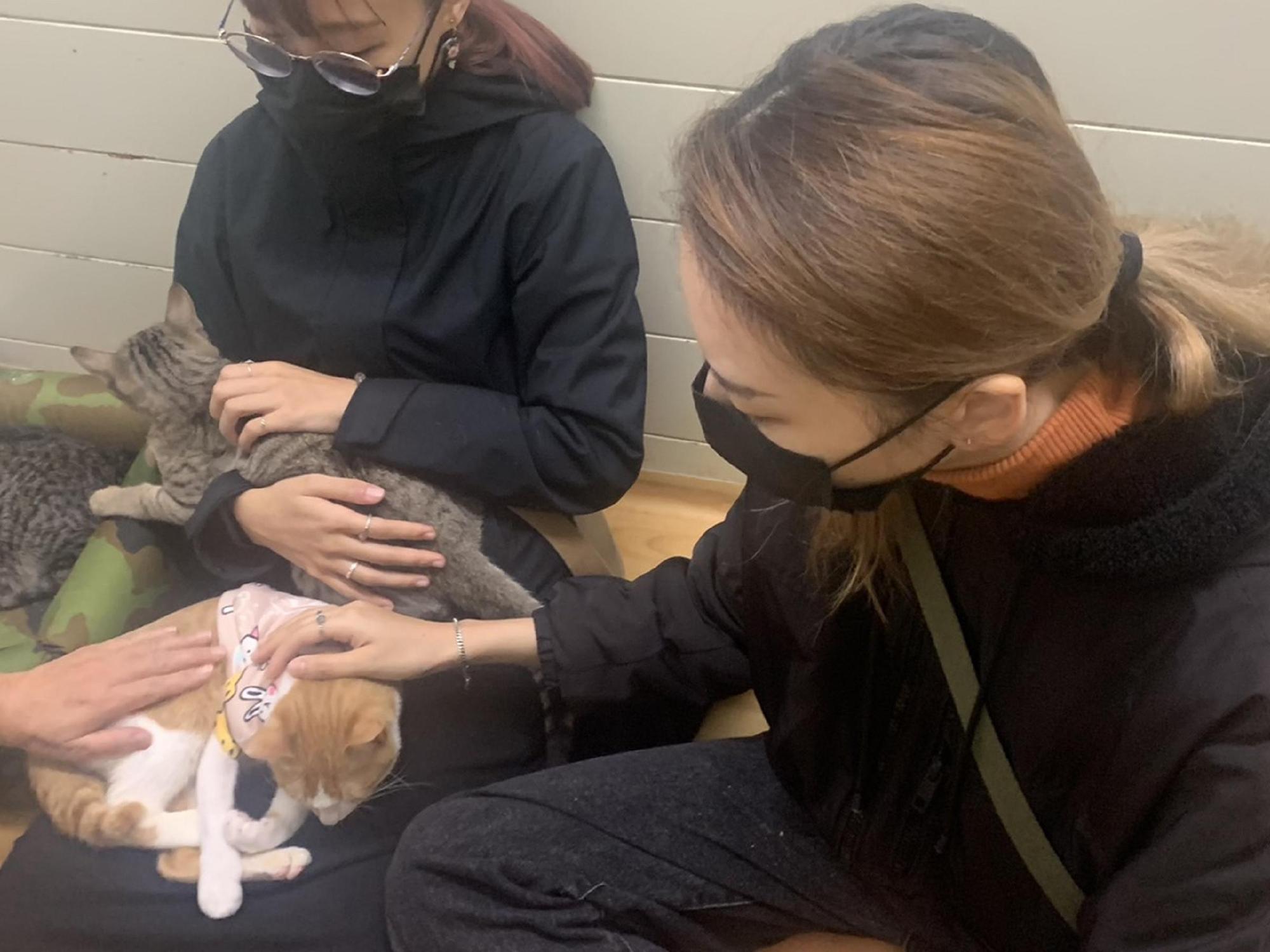 李小姐來到動物之家參觀,見到「大薯」跟「奶昔」個性好且活潑,決定一起認養這2隻幼貓。(新北動保處提供)