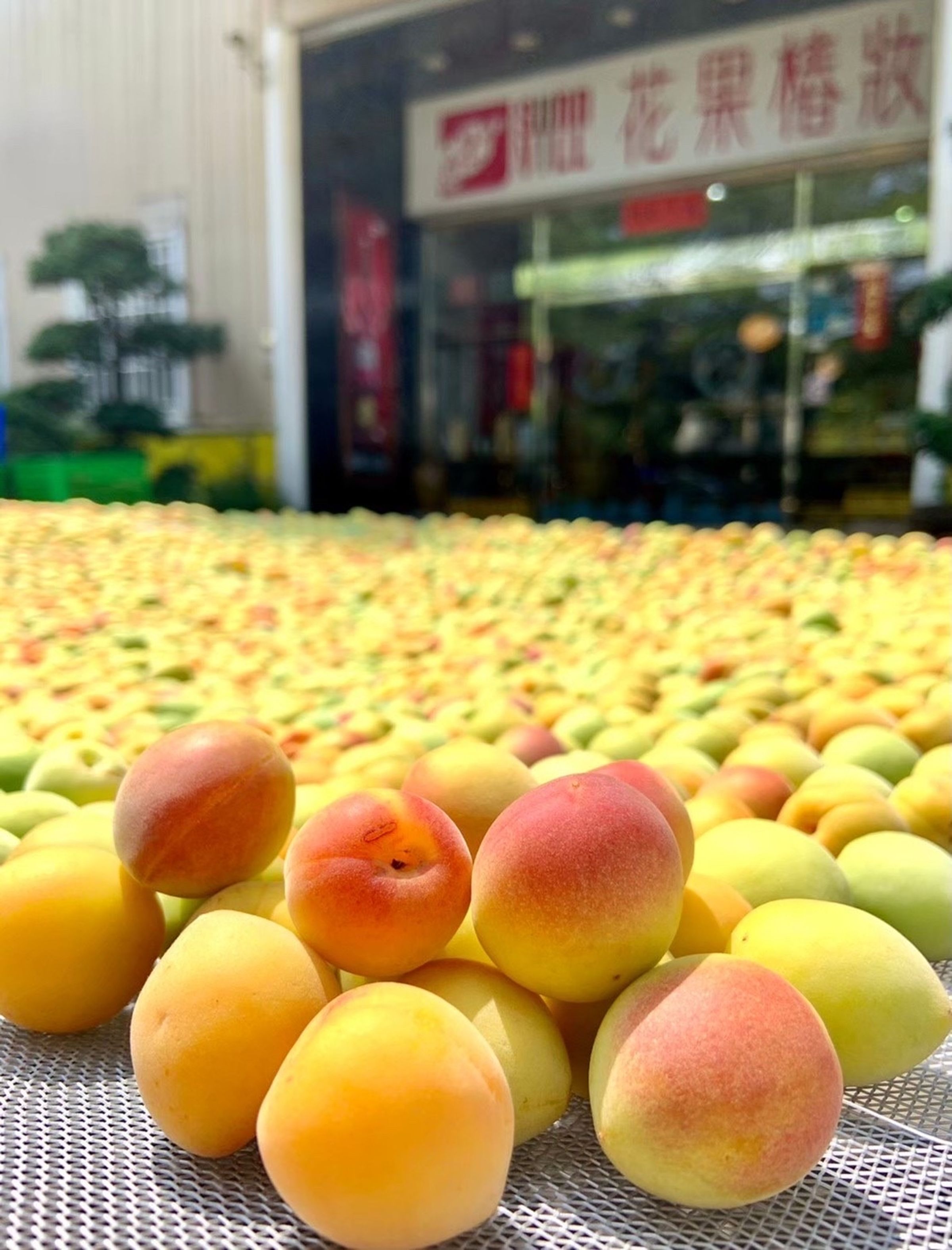 新鮮的梅子清洗後在曬埕鋪開晾曬，隔著畫面都彷彿聞到香氣。（日造酒妝提供）