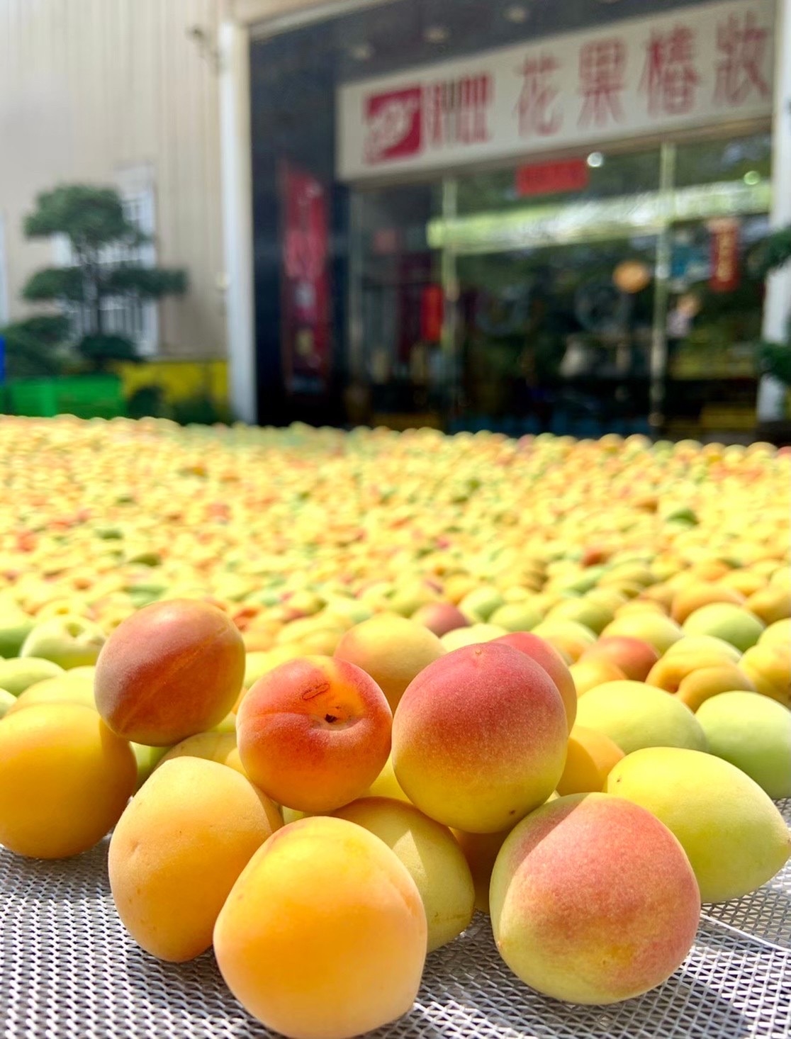 新鮮的梅子清洗後在曬埕鋪開晾曬，隔著畫面都彷彿聞到香氣。（日造酒妝提供）