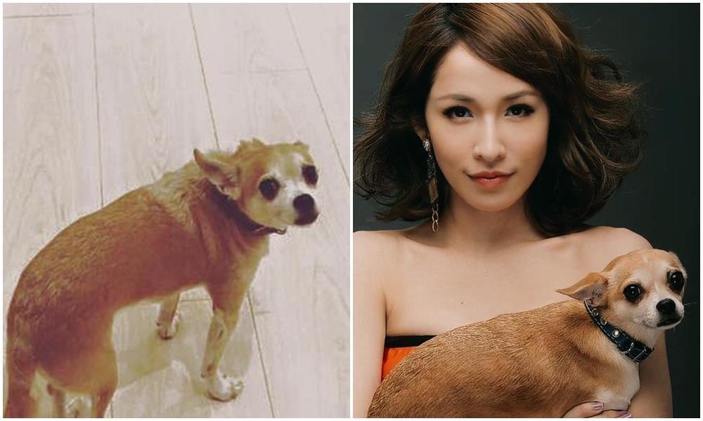 蕭亞軒的愛犬Gemini離世。(翻攝自蕭亞軒臉書)