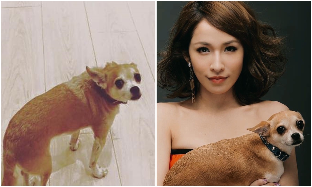 蕭亞軒的愛犬Gemini離世。（翻攝自蕭亞軒臉書）