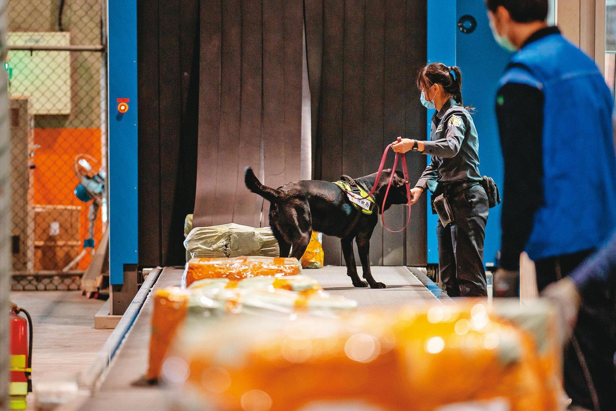 在機場行李輸送帶前，海關經常會派出緝毒犬嗅聞行李有無夾帶毒品。（總統府提供）