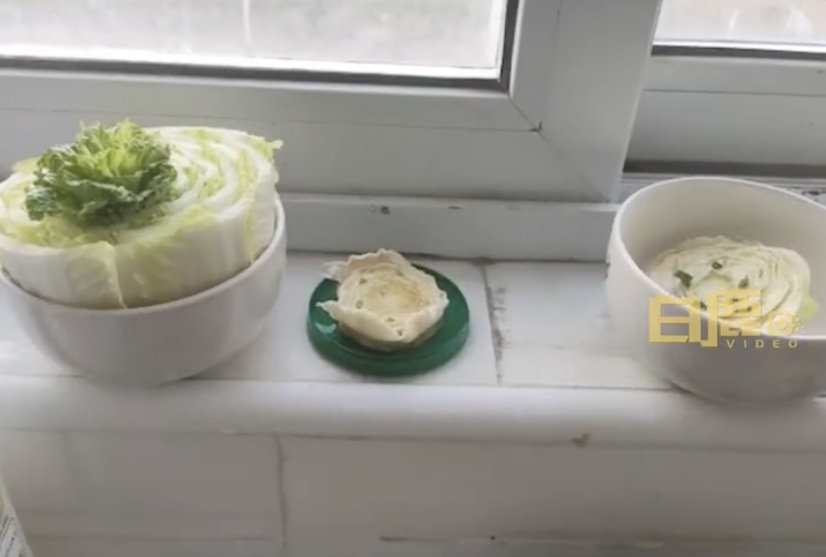 上海男子買不到菜,於是在家裡自己用水種。(翻攝白鹿影音微博)