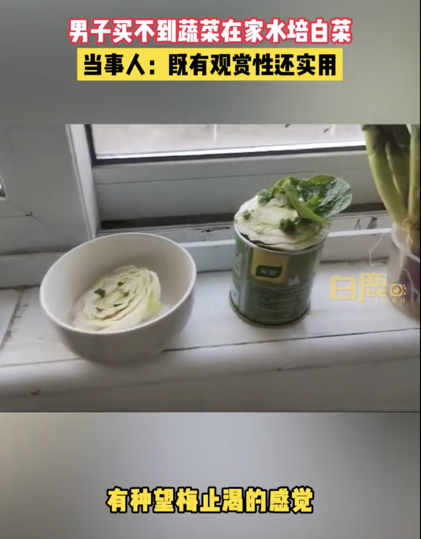 上海男子在家自己用水種蔬菜。(翻攝白鹿影音微博)