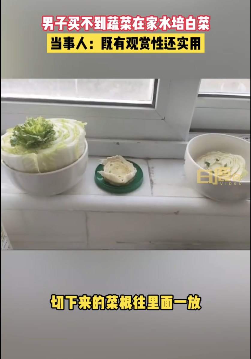 上海把菜根放到水裡自己種。(翻攝白鹿影音微博)