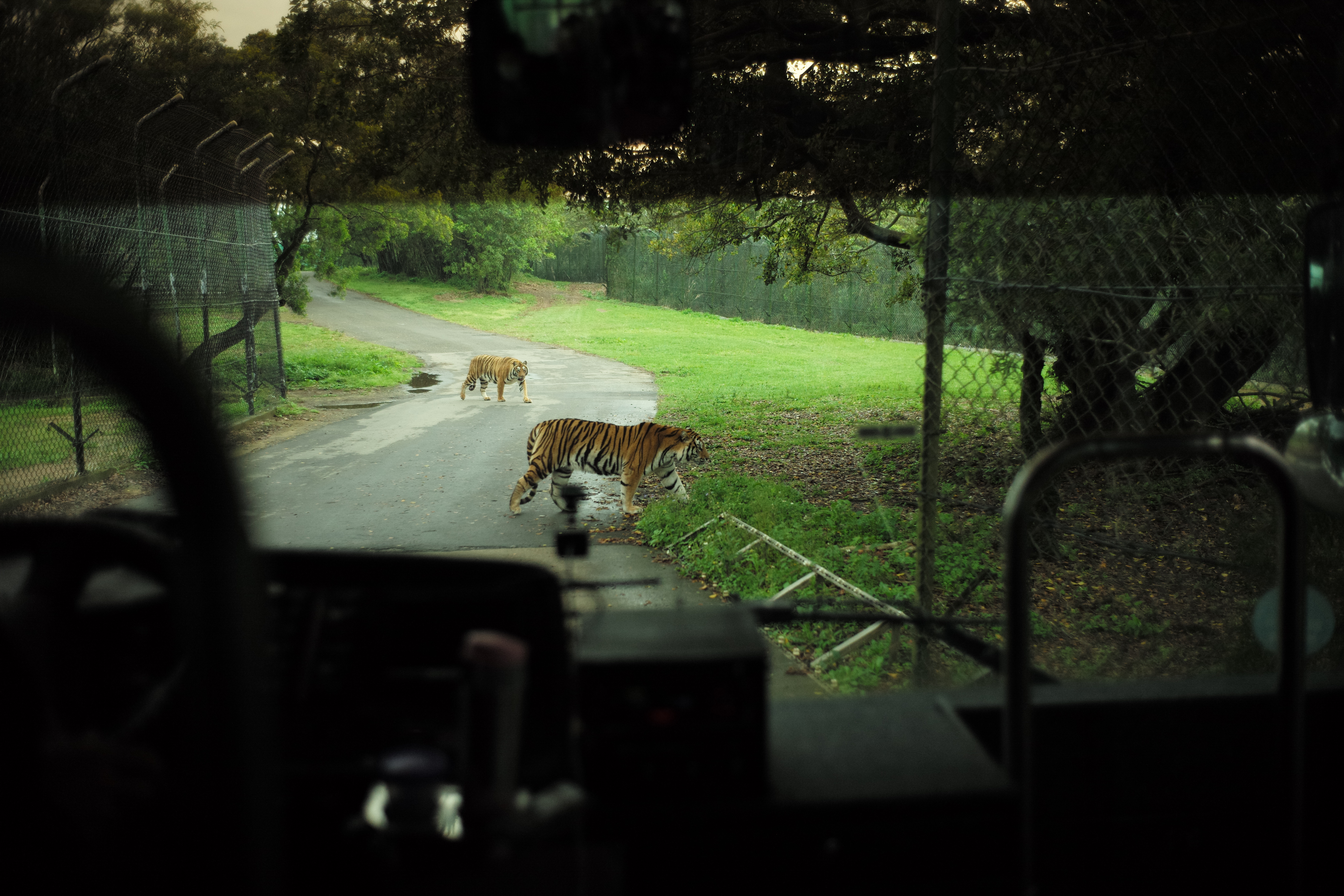 搭乘前往猛獸區的巴士，可親眼看見霸氣的老虎在你面前走過。