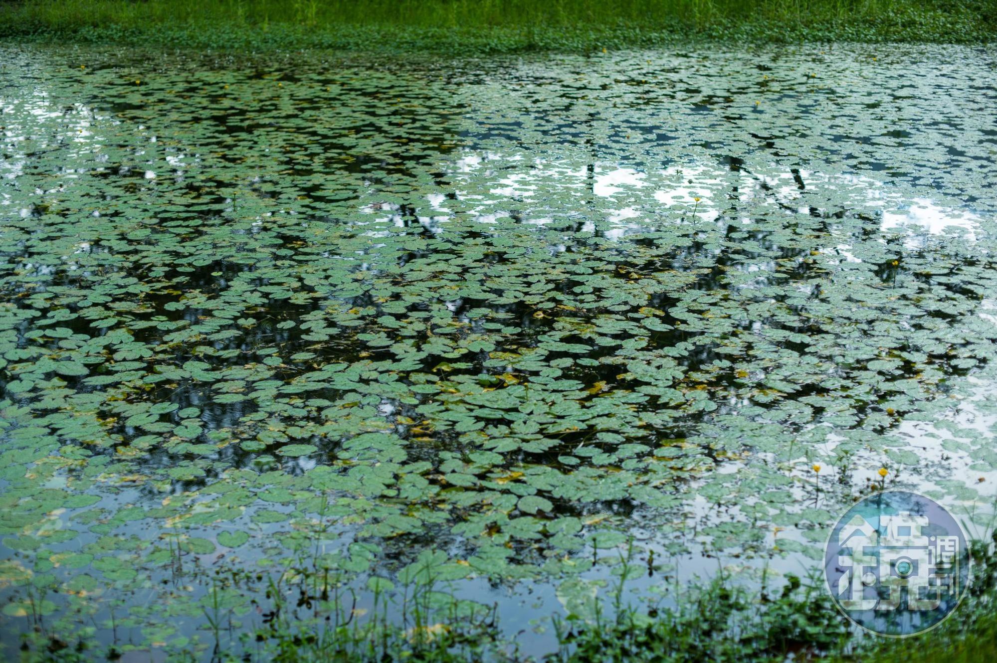 大雨中的鯉魚潭。瞇起眼睛，我幻想自己置身在名畫當中。