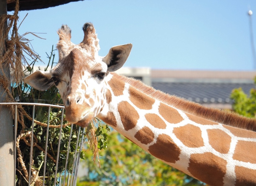 六福村動物園的長頸鹿布丁妹日前過世，隨後卻園方就遭到動保團體控訴不當飼養。（翻攝自六福村臉書）