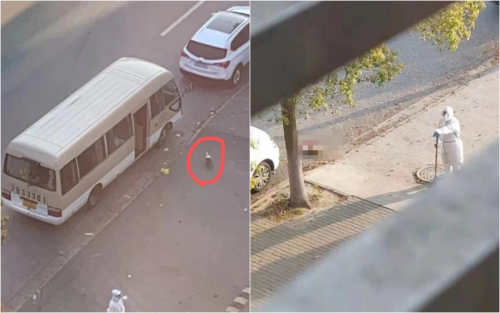 中國傳出有主人被確診隔離，柯基捨不得想跟去，竟慘遭防疫人員打死。（翻攝微博）