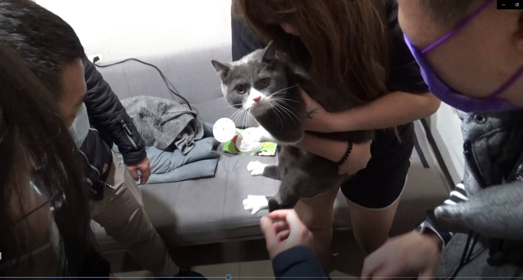 趙女和她買的貓一起被逮。（翻攝畫面）