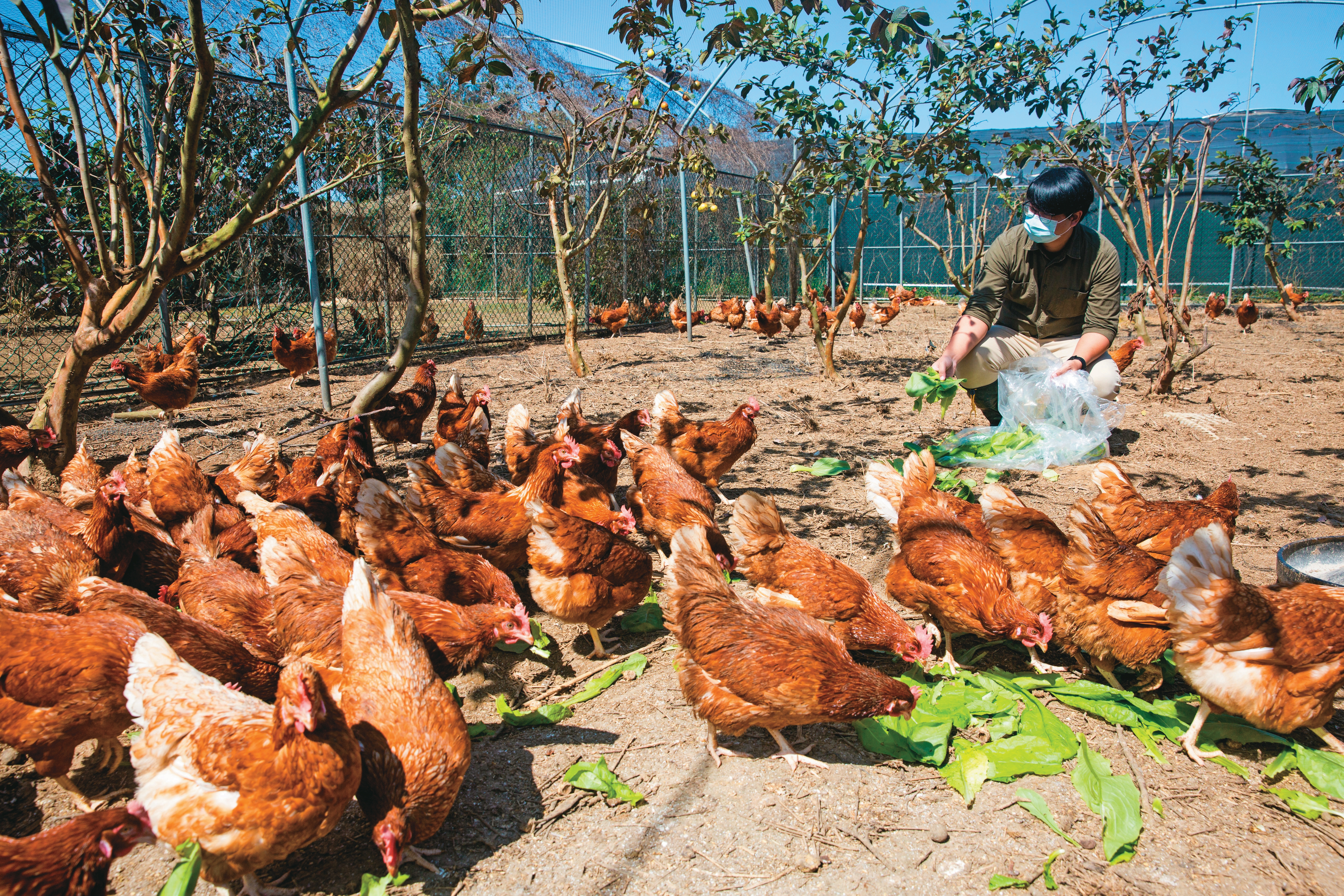 亞植的有機雞隻在戶外運動場所，也會不定時的餵養有機蔬菜，增加雞隻攝取的營養。