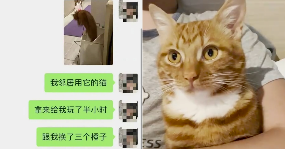 上海一名男子把自家貓咪送給鄰居擼半小時換3顆橘子。（翻攝自微博）