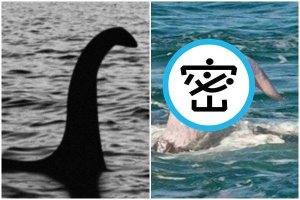 蘇格蘭尼斯湖水怪(Loch Ness Monster)謎團至今流傳近1世紀,各地都有不同的推測與論點,但至近仍未解謎。(攝推特@DiseaseMatters)