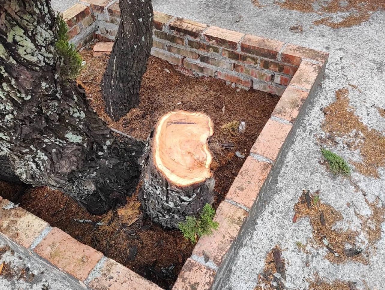 台南隆田車站月台60樹齡龍柏遭盜砍。（護樹聯盟提供）