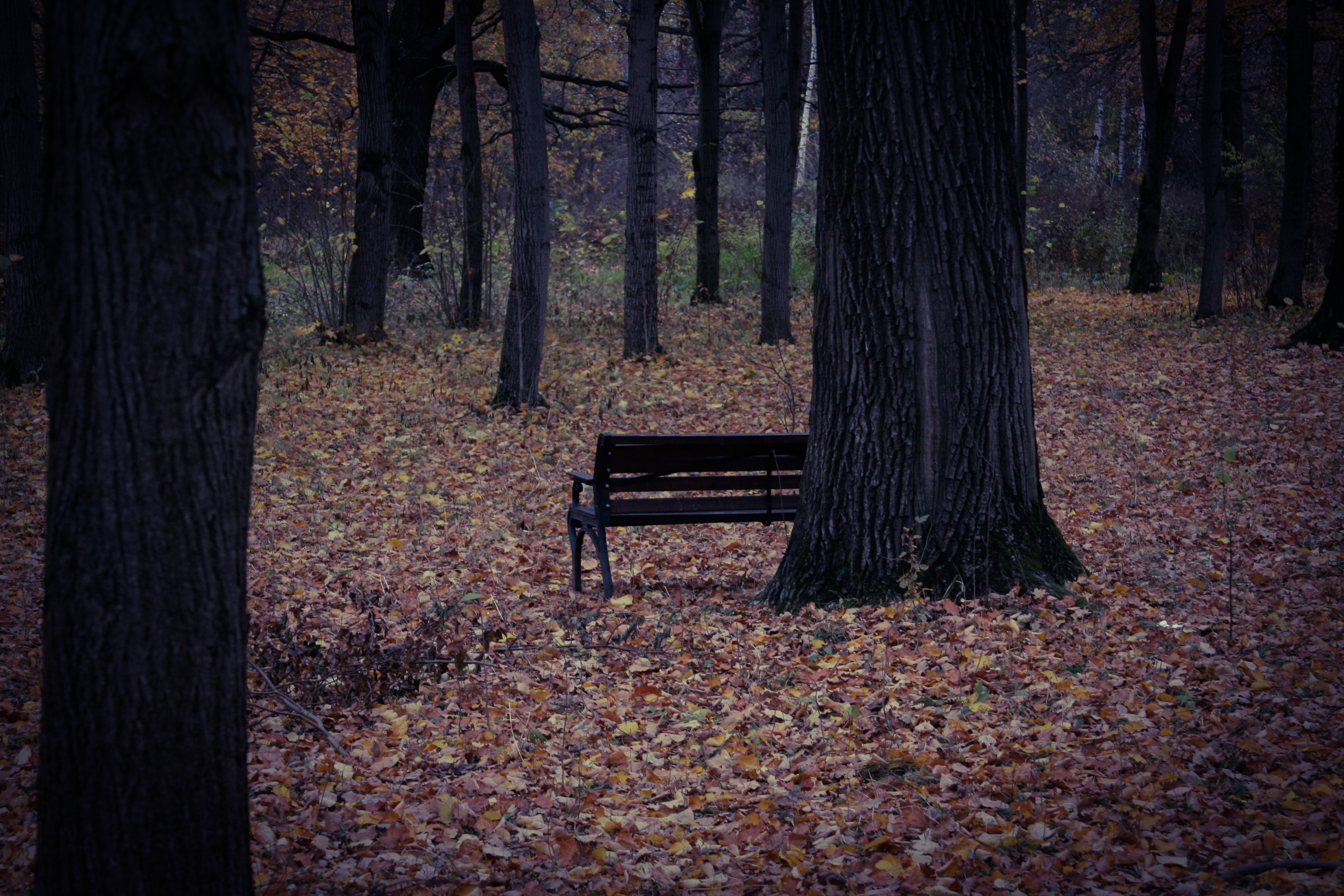 【詩】坐上公園長椅　蕭宇翔