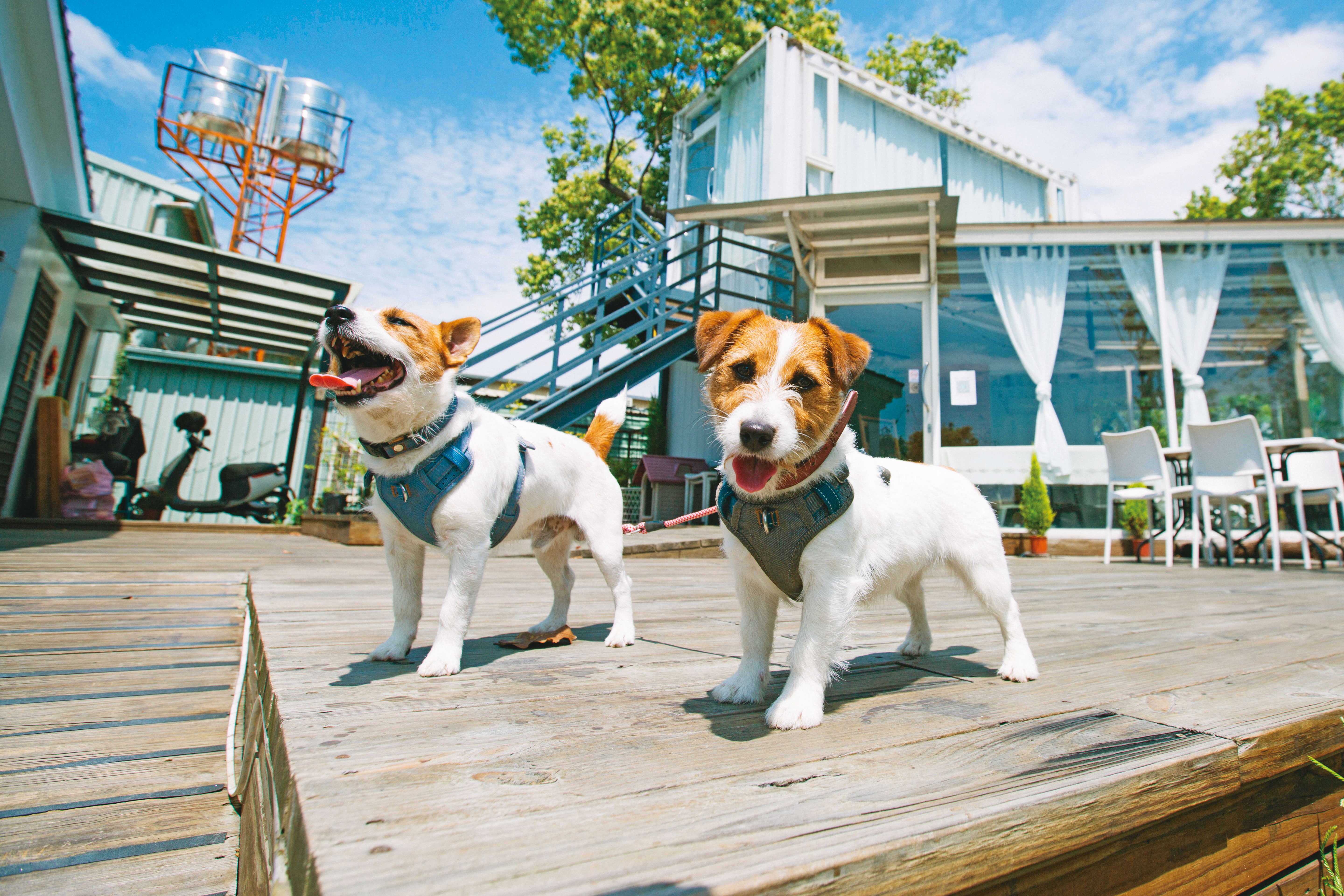 假日不知何處去嗎？和萌寵一起來餐廳用餐吧！