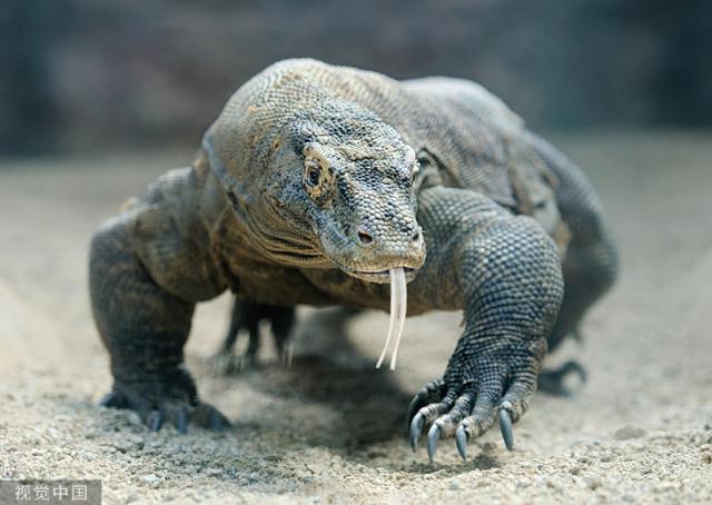 印度4名男子闖入保護區輪流性侵一隻孟加拉巨蜥還將過程錄影。（示意圖，非當事巨蜥。翻攝《環球時報》）