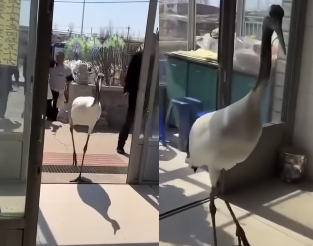 中國遼寧省一名長者過世，家人在家中辦喪禮，卻突然飛來一隻丹頂鶴，讓家人們又驚又喜。（翻攝自大象新聞YouTube頻道）