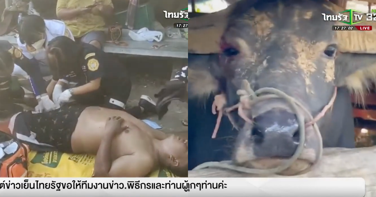 男子試圖勸架鬥毆的水牛，慘遭反咬生殖器。（翻攝自Sanook）
