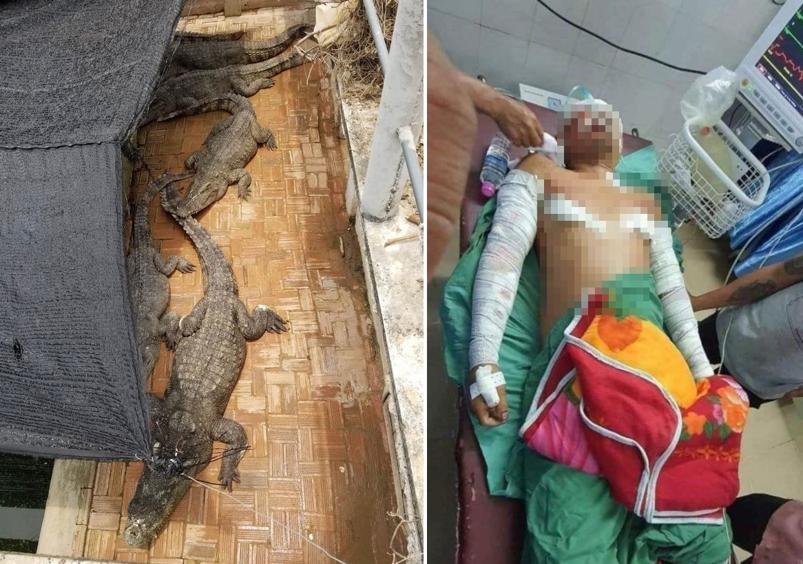 柬埔寨的養殖場員工，半夜上廁所失足跌進鱷魚池，慘遭啃咬分食。（翻攝《每日星報》）